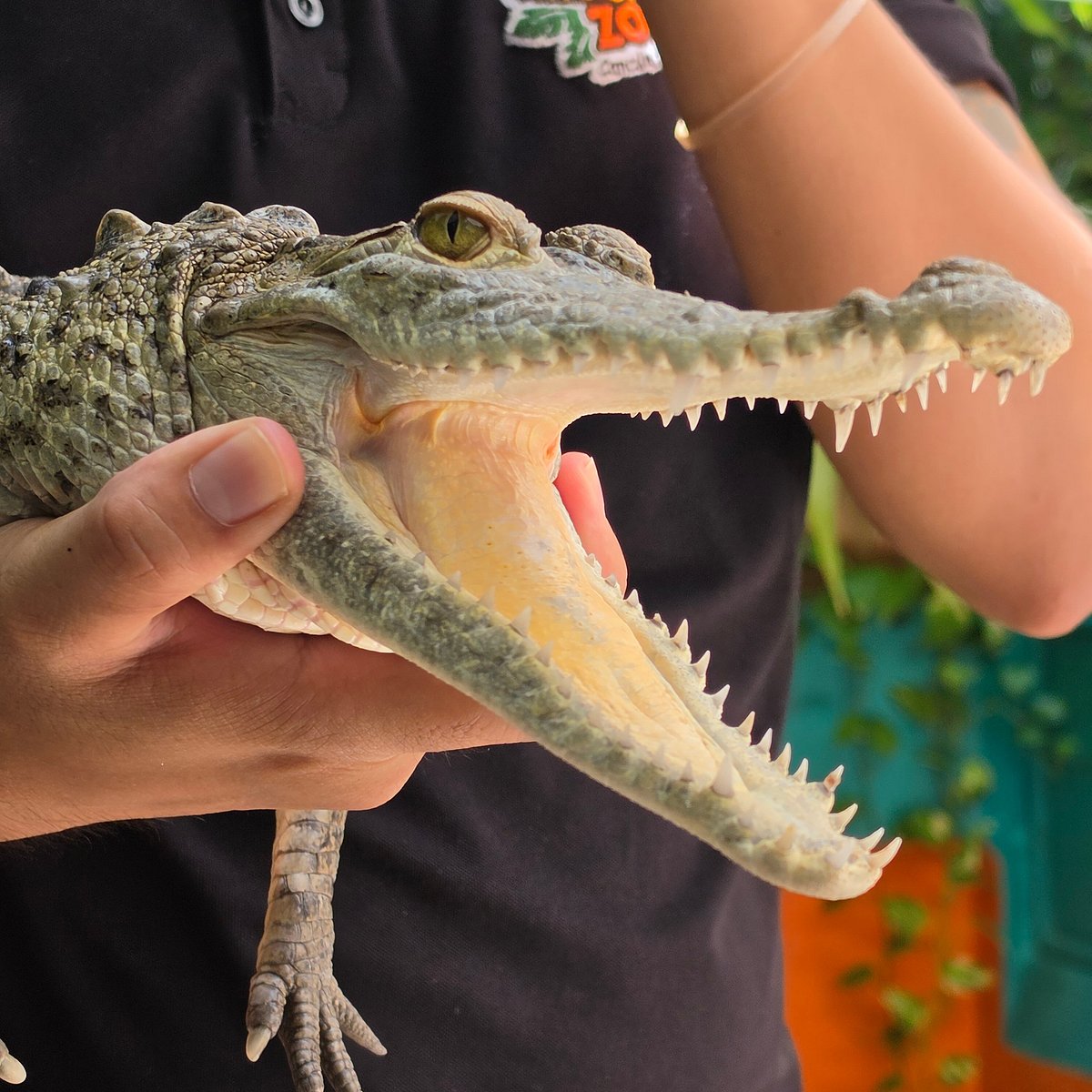 Croco cun Zoo